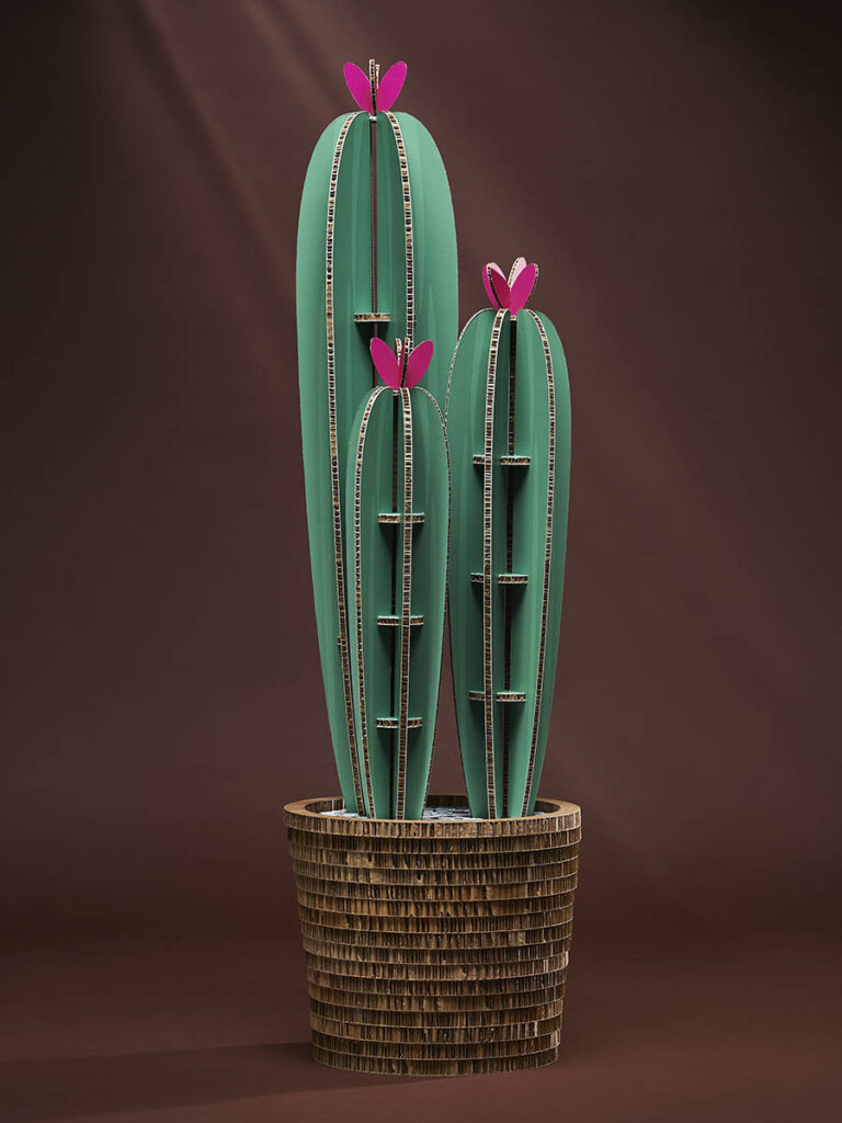 Cactus San Pedro - XL