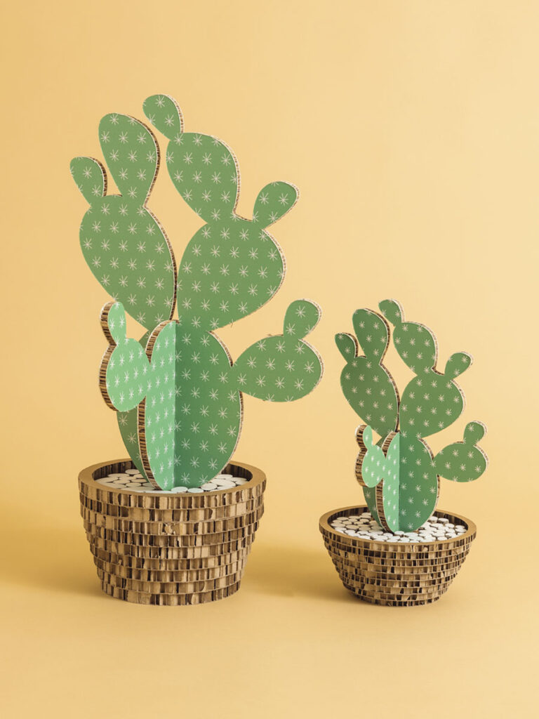 Cactus Stelline Salvia